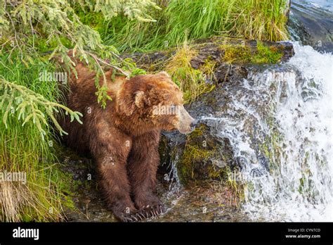 Grizzly bear on Alaska Stock Photo - Alamy