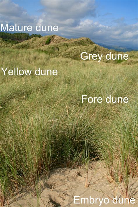 How are sand dunes formed? - Internet Geography