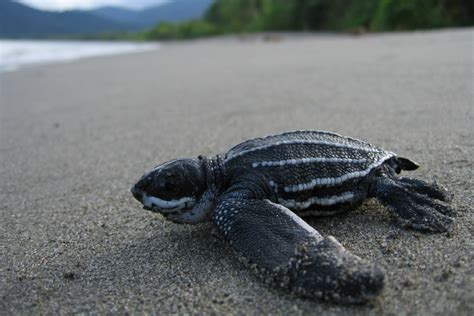 Leatherback Turtle | NOAA Fisheries