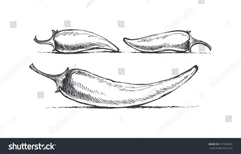 Chili Pepper Illustration By Hand Sketch Stock Vector (Royalty Free) 501530392 | Shutterstock