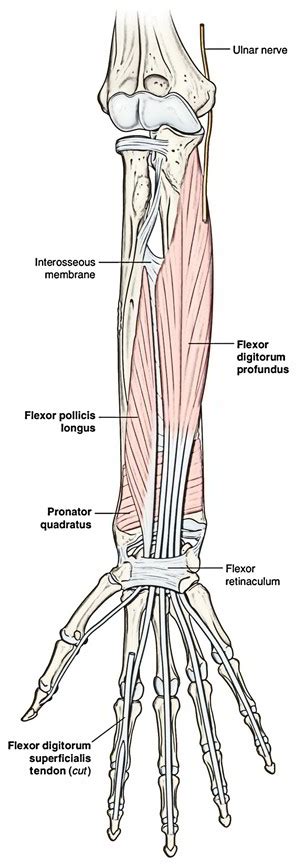 Flexor Pollicis Longus – Earth's Lab