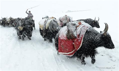 CHINA-NORTHERN TIBET-HEAVY SNOW (CN) | Tibet, Animals, Animal photo