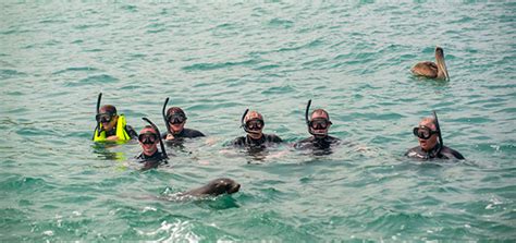 Snorkeling in the Galapagos ⋆ Galapagos Islands - Travel Guide