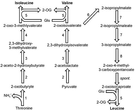 Metabolites | Free Full-Text | Amino Acid Biosynthesis Pathways in Diatoms