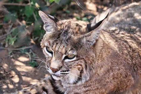 Bobcat (Lynx Rufus): Animal Facts, Pictures, & More