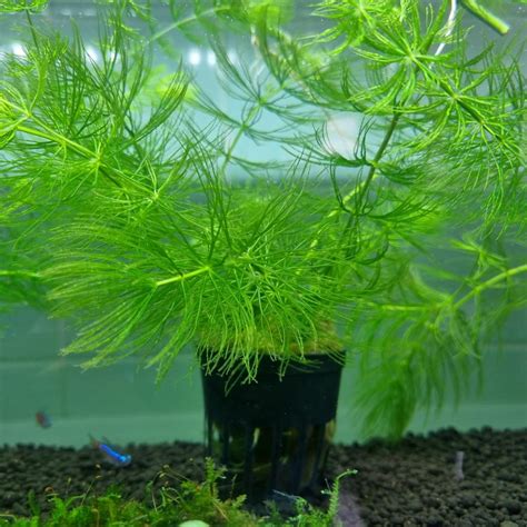 Hornwort Aquarium Plant Fish Tank Shrimp Greens, Furniture & Home ...