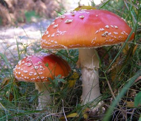 Amanita genus - Identification Key to Common Species