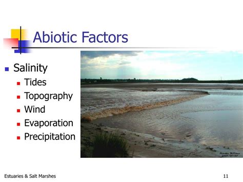 PPT - Estuaries and Salt Marshes PowerPoint Presentation, free download ...