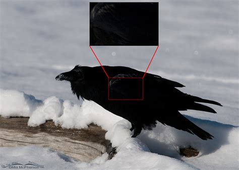 Common Raven in the snow - Mia McPherson's On The Wing Photography