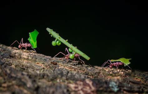 Could Insights from Ants Help People Build Better Transportation Networks? - BioQuick News