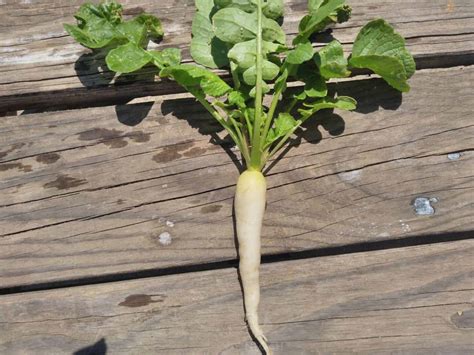 How to Grow White Icicle Radish Step by Step