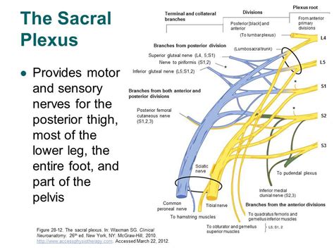 Image from http://accessphysiotherapy.mhmedical.com/data/Multimedia/grandRounds/lumbar/media ...