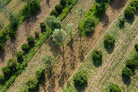 Home - Trees for biodiversity: From farm to forest