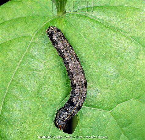 African Cotton Leafworm stock photo - Minden Pictures