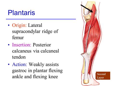 Plantaris:Origin, Insertion, Action & Nerve Supply » How To Relief