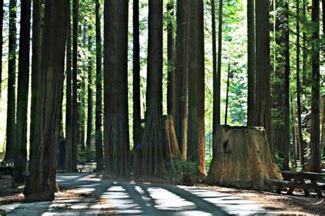 THE 5 CLOSEST Hotels to Humboldt Redwoods State Park, Weott