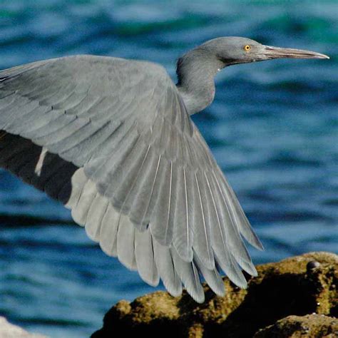 Eastern reef egret | Booderee National Park