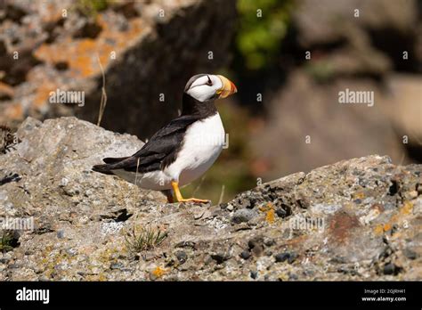 Puffin habitat hi-res stock photography and images - Alamy