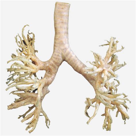 Bronchial Tree