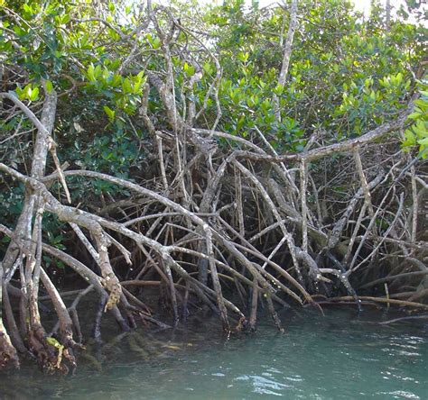 Protecting Mangroves Can Prevent Billions of Dollars in Global Flooding ...