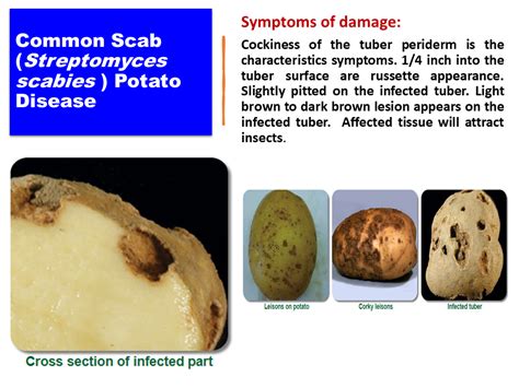 Common Scab (Streptomyces scabies ) Potato Disease