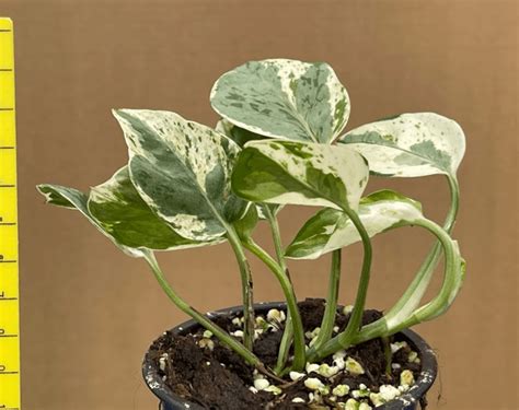 Epipremnum aureum 'Pearls and Jade' - Plantae Orchids and Rare Plants