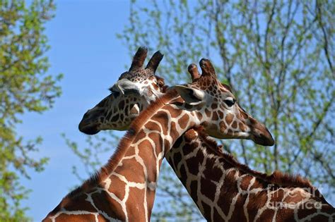 Giraffe Hug Photograph by Leona Bessey