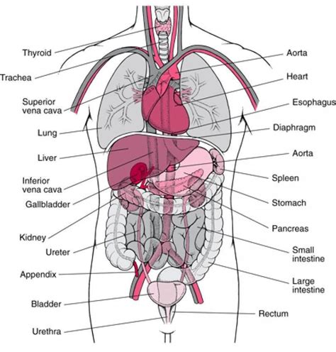 Pin by Microlife India on Microlifeindia Medical Entrance | Human body anatomy, Body organs ...