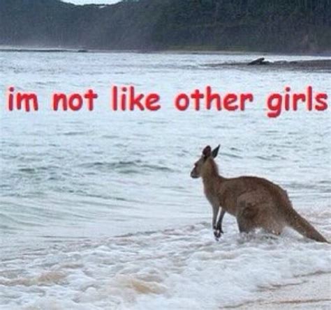 Kangaroo meme | I'm not like other girls, Funny animal memes, Animal memes