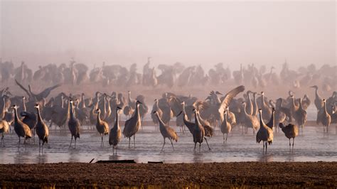 Sandhill Cranes - Visit Kearney Nebraska