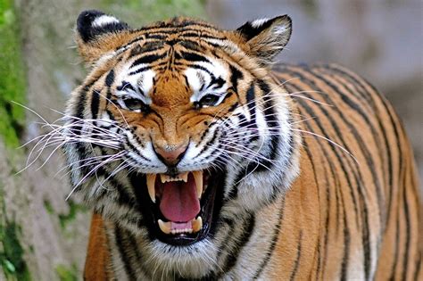 Angry Tiger Face Pictures | Wallpaper Zone