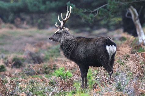 Sika deer (Cervus nippon) | British wildlife, Deer, Habitats