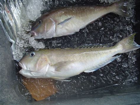 How to Catch Golden Tilefish off South Florida | The Outdoors Guy