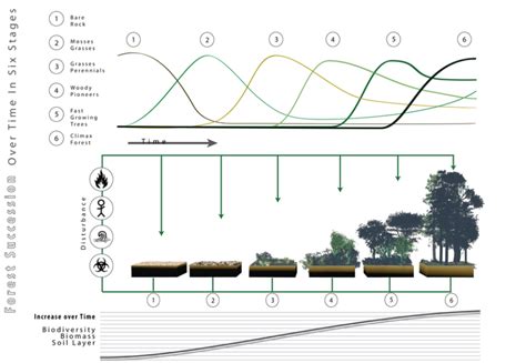 In plant succession, last community is called asA. EcotoneB. Climax communityC. Seral communityD ...