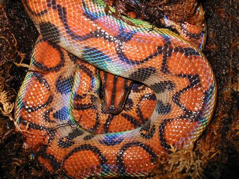 Rainbow Boa Facts and Pictures | Reptile Fact