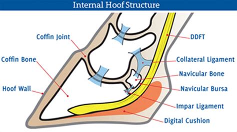 Equine Navicular Bone Anatomy