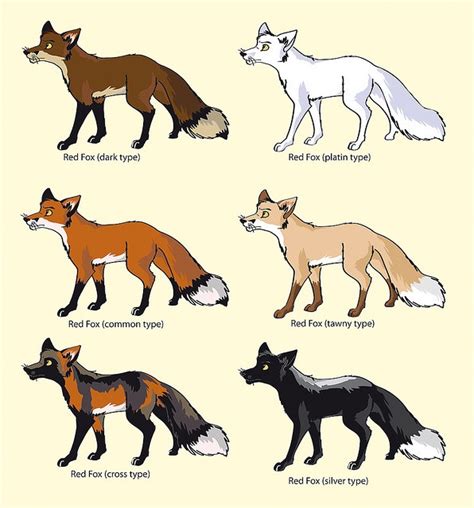 colour-variations of the "red" fox; vulpes vulpes | Fox breeds, Pretty ...