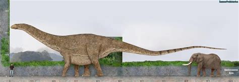 Apatosaurus Size by SameerPrehistorica on DeviantArt