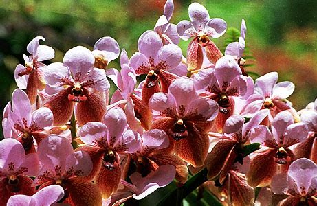 Waling-waling orchid (Vanda Sanderiana) - New Philippines' National Flower - Philippine ...