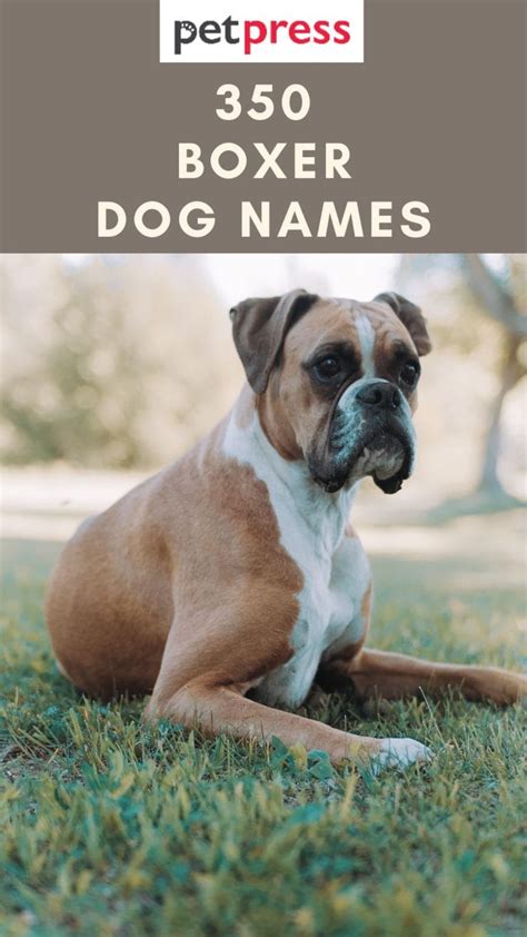 350 Boxer Dog Names - Popular Male and Female Names