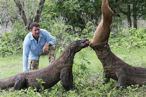 Komodo Ejderleri | Komodo dragon, Komodo, Weird animals