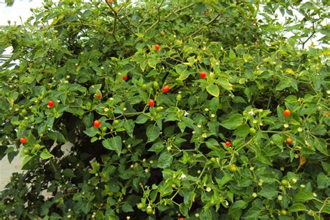 Chiltepin Birds Eye Bird Pepper Wild Chili Heirloom Pepper Premium Seeds VERY HOT - Etsy | Seed ...