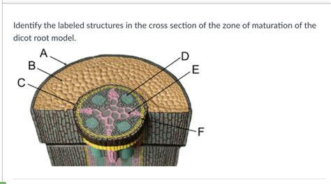 Plant Anatomy Root Diagram 1 dicot Diagram | Quizlet