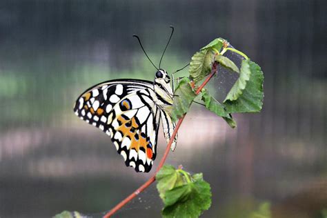 Gentle butterfly with black, white and orange wings in nature ...