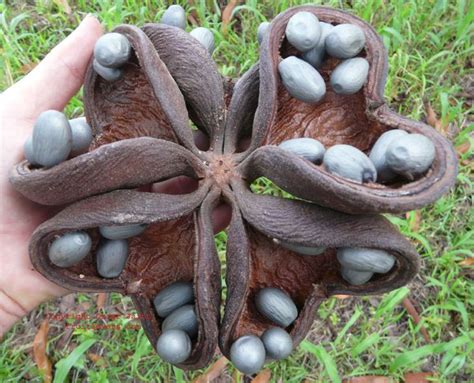 15 of Asia's Weirdest and Most Exotic Fruits | Page 15 of 15 ...