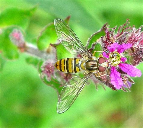 Michael Foley: Natural History ©: HOVERFLIES: Some common Lancashire hoverflies