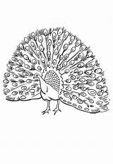 Coloring Pages Of Peacock sketch template