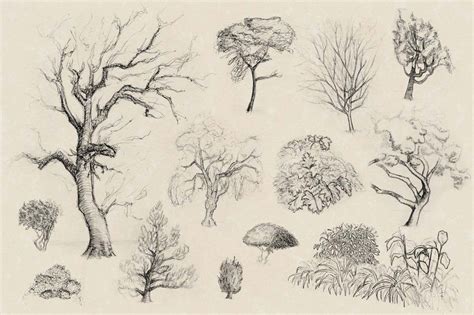 Bushes Pencil Drawing at GetDrawings | Free download