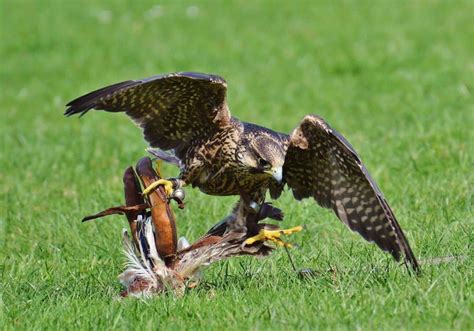 What Do Falcons Eat? (Diet & Facts)