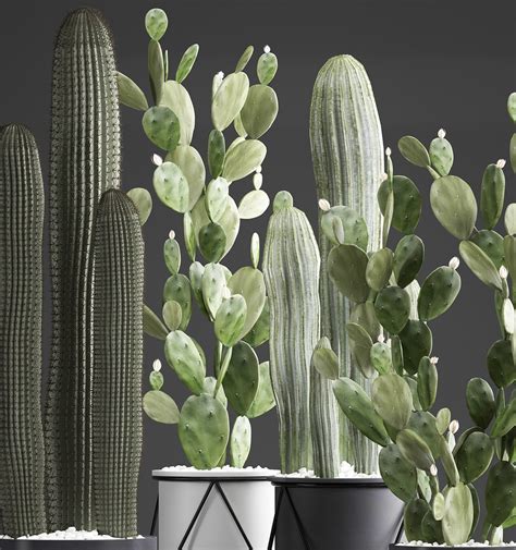 Plants Exotic Cactus Model - TurboSquid 1443514